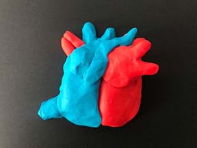 The rear (or back) view of a model of human heart made from Playdoh.