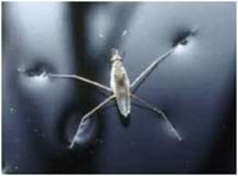 Close-up image a four-legged bug resting on the surface of water.