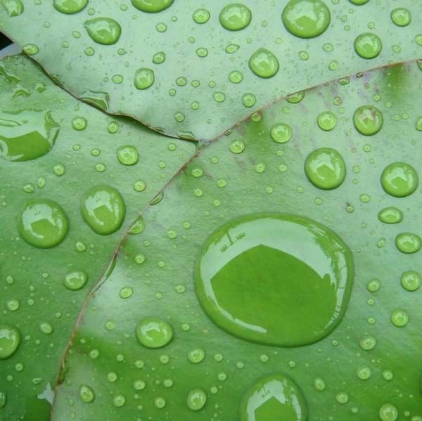 preview of 'Using Nature as the Solution: Biomimicry in Engineering' Activity