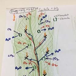 preview of 'Leaf Etchings to Model Leaf Structure' Activity