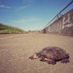 preview of 'Create a Safe Pathway for Turtles' Activity