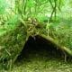 preview of 'Built to Last? Designing Experiments to Test Jungle Shelters' Activity