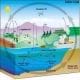 preview of 'Carbon Cycles' Lesson
