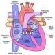 preview of 'Engineering the Heart: Heart Valves' Lesson