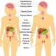 preview of 'Unlocking the Endocrine System' Lesson