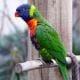 preview of 'Perching Parrot' Activity