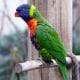 preview of 'Perching Parrot' Activity