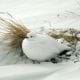 preview of 'Biomimicry Project: Do Ptarmigans Have Snowshoes? ' Activity