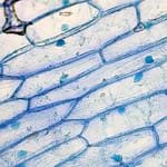 preview of 'Observing Cell Structures With Fluorescent Dyes' Activity