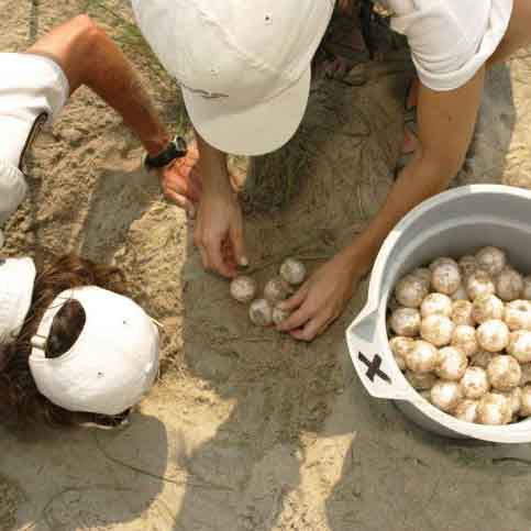 preview of 'Sea Turtle Eggs: Washed to Sea? ' Activity