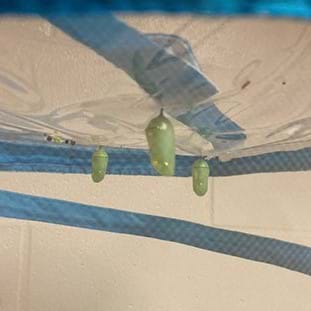 preview of 'Engineering a Milkweed Seed Trap' Activity
