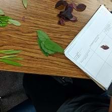 preview of 'Fun with Leaf Chromatography!' Activity