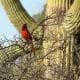 preview of 'Constructing Sonoran Desert Food Chains and Food Webs' Activity