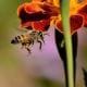 preview of 'Bees: The Invaluable Master Pollinators' Activity