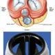 preview of 'Elasticity & Young's Modulus for Tissue Analysis' Lesson