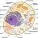 preview of 'Cell Membrane Color Sheet and Build a Cell Membrane' Activity