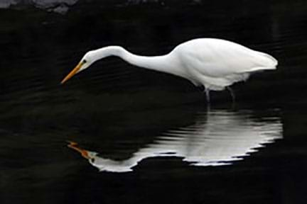 A heron standing in water with a fainter reflection of the bird in the water.