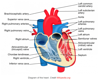 A labeled anatomical diagram of the human heart showing major chambers, valves, and blood vessels. The heart is split into left and right sides, with the left side shown in red (oxygenated blood) and the right side in blue (deoxygenated blood). Key structures labeled include the right and left atria and ventricles, atrioventricular (tricuspid and mitral) valves, semilunar valves, chordae tendineae, septum, superior and inferior vena cava, right and left pulmonary arteries and veins, aorta, brachiocephalic artery, left common carotid artery, and left subclavian artery. 