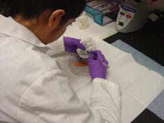 A woman in a lab coat and purple gloves examines a contaminated media plate.