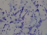 A magnified image shows multiple neurons from a rat's brain. In the center are distinct neurons with visible dendrites and axons.