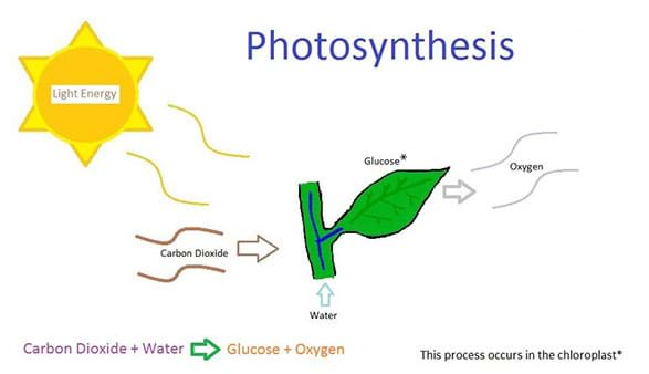 Photosynthesis And Cellular Respiration Flow Chart