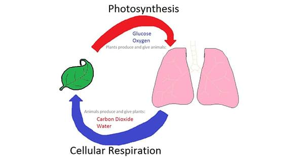 Photosynthesis And Cellular Respiration At The Atomic Level Lesson Teachengineering