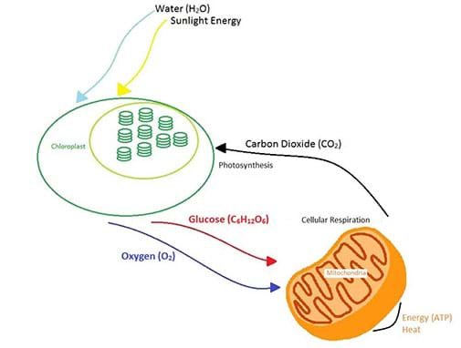 Cell Energy Flow Chart Photosynthesis And Cellular Respiration Answer Key