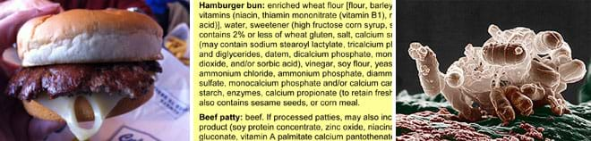 Three images: Photograph of a hamburger with dripping Swiss cheese in a bun. Ingredient list for hamburger bun and beef patty (lots of ingredients!). Colorized low-temperature electron micrograph of a cluster of E. coli bacteria; individual bacteria are oblong in shape and pale brown in color.