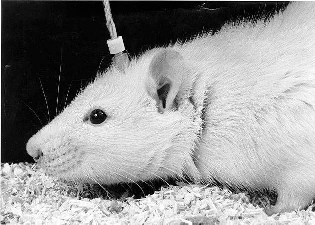 Photo shows rat tethered via the brain to a light source.