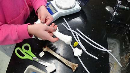 A photograph from above a work area shows a student shaping with her hands a model femur to match the original bone lying on the counter nearby. Also on the counter: a digital weighing scale, five plastic drinking straws, scissors and chunks of white modeling clay.