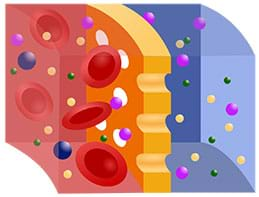  A schematic diagram shows a simplification of a semipermeable membrane during hemodialysis in which blood is red, dialyzing fluid is blue and the membrane is yellow. Of the many different colored and sized particles floating in the blue and red liquids, the reddish blood cells are too large to get through the holes in the yellow membrane.