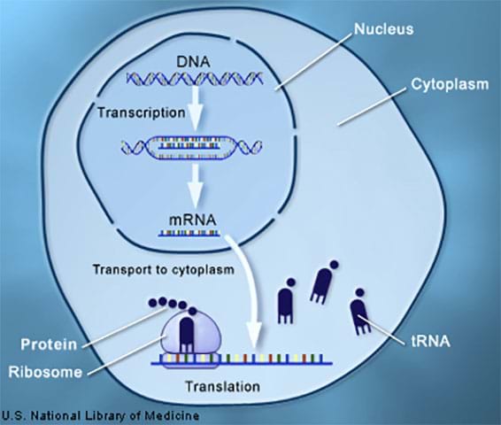 A simple cutaway diagram shows the inside of a cell filled that is filled with cytoplasm and contains a nucleus. Inside the nucleus, arrows show the cell’s DNA being made into mRNA via transcription. Then arrows show the mRNA transporting out of the nucleus into the cytoplasm and to the ribosome to make proteins via translation. Floating in the cytoplasm are tRNA.