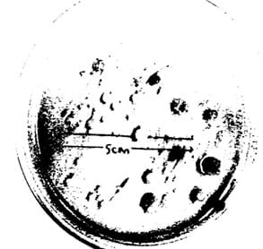 A black and white photo of a Petri dish with bacterial colony growth.