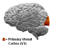 A side-profile drawing of a brain shows a lumpy gray mass shaped like a human head, with the primary visual cortex (V1) represented by a small area in red at the far right (back) of the brain.