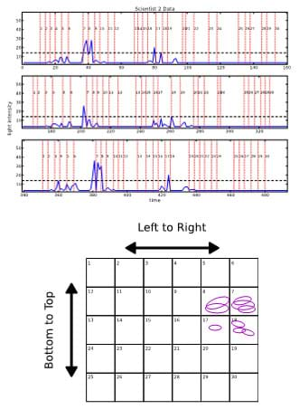 Two diagrams. A reproduction of graph traces of data, which look like three wide graphs stacked one above the other, plottings of light intensity (0-50) over time (0-480), with vertical red bars marking instances 1 through 30 when the flashlight was turned on and a resulting horizontal blue graph line with occasional spikes. A histogram: a grid of 6 wide x 5 high boxes numbered 1 to 30 in a pattern that starts from the left; the left side is labeled "bottom to top," and the top is labeled "left to right." Purple circles are drawn in boxes 8 (2 large circles), 7 (3 circles, 1 large, 2 medium), 17 (1 small circle) and 18 (3 small circles); the four boxes are located in the grid as two sets of boxes on top of each other in the upper right corner of the grid.