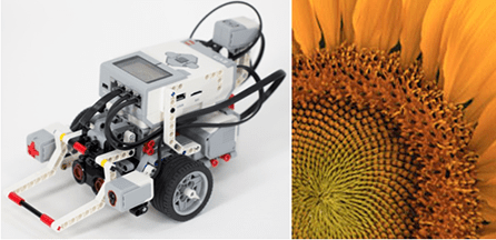 Two photos: (left) The standard EV3 robot from the basic LEGO EV3 kit; it looks like a shoebox-sized contraption of gray plastic parts, display monitor, controls, sensors and wires on wheels. (right) Close-up of a sunflower face shows seeds in a graceful spiral arrangement. 