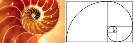 Two images: (left) Close-up photo shows the spiraling structure of a snail's shell. (right) A line drawing shows a series of squares positioned in a spiral shape, with a connecting curling line through them all.