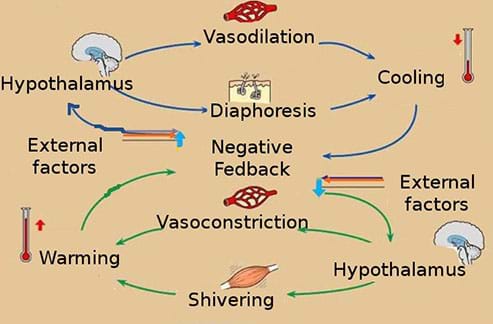 A homeostasis temperature regulation diagram shows negative feedback mechanisms. A series of arrows depicts the steps, external factors and results that occur in maintaining homeostasis: hypothalamus, vasodilation, diaphoresis, cooling, vasoconstriction, shivering, warming.