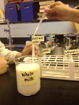Photo shows a hand holding a pipette near beakers and test tubes of milk.
