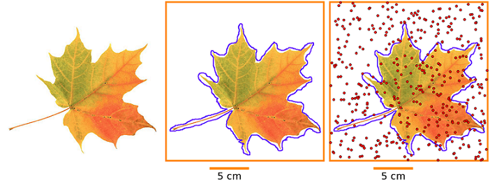 Three side-by-side images of the same leaf. The first shows just the leaf. The middle image shows the leaf outlined in blue and surrounded by an orange square. Also, a scale of 5 cm is shown below the square. The third image is the same as the middle image except that red dots are uniformly distributed throughout the square.