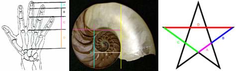 Three images show the bones of a human hand, the spiral shape of a nautilus shell and a five-pointed star.