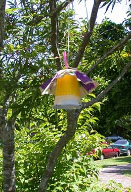 Photo shows a trap hanging in a tree.
