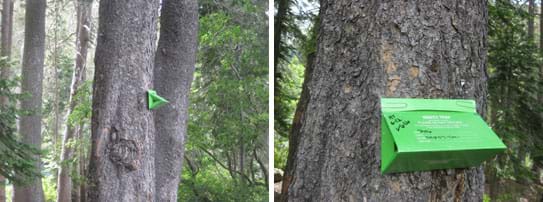 Two images show a green triangular cardboard box affixed to a tall tree in a forest. 