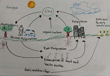 A student drawing of the carbon cycle. 