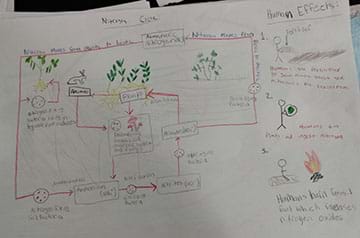 A student drawing of the nitrogen cycle.  
