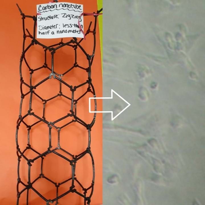 Two images with a right-facing arrow between them. Left: A picture of a craft carbon nanotube (a tube created by attaching multiple plastic hexagons together) with a small sign attached to it which reads, “Carbon nanotube. Structure: Zigzag. Diameter: less than half a nanometer.” Right: Cancer cells as viewed under a microscope; some small, round shapes against a grey background.