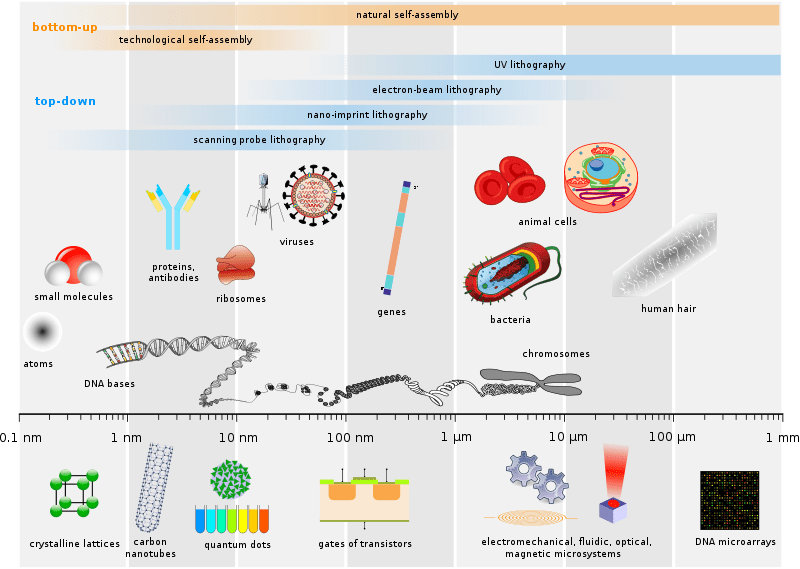 Image shows the sizes of multiple viruses next to a human red blood cell for scale. Virus images are labeled with their names and sizes in nanometers. 