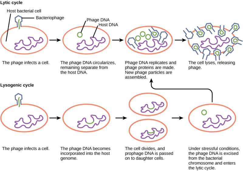Two replication processes of viruses are shown: the lytic cycle on the left and the lysogenic cycle on the right. Numbered steps guide through both cycles. Images of replicating cells accompany each step. 