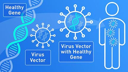 Image shows a viral DNA with a new gene sequence added to its genome inside a virus. Virus is then introduced to host to deliver therapeutic gene.