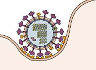 An influenza virus shown as a circle with multiple attachments extending from it that match with area on a cell wall next to the virus. 